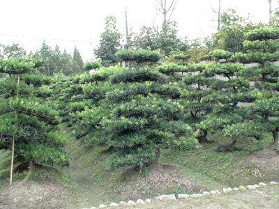 羅漢松 成都山外山園林綠化工程中的經典綠韻
